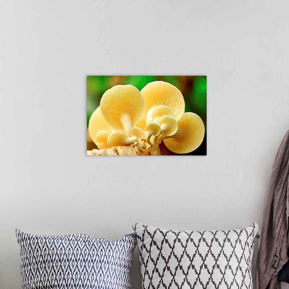 A bohemian room featuring A group of yellow mushrooms clustered together on a log.