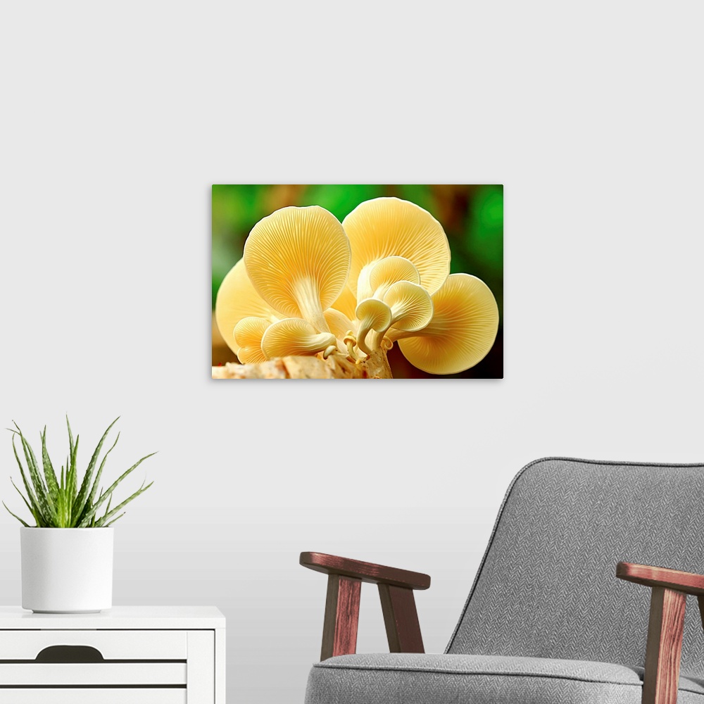 A modern room featuring A group of yellow mushrooms clustered together on a log.