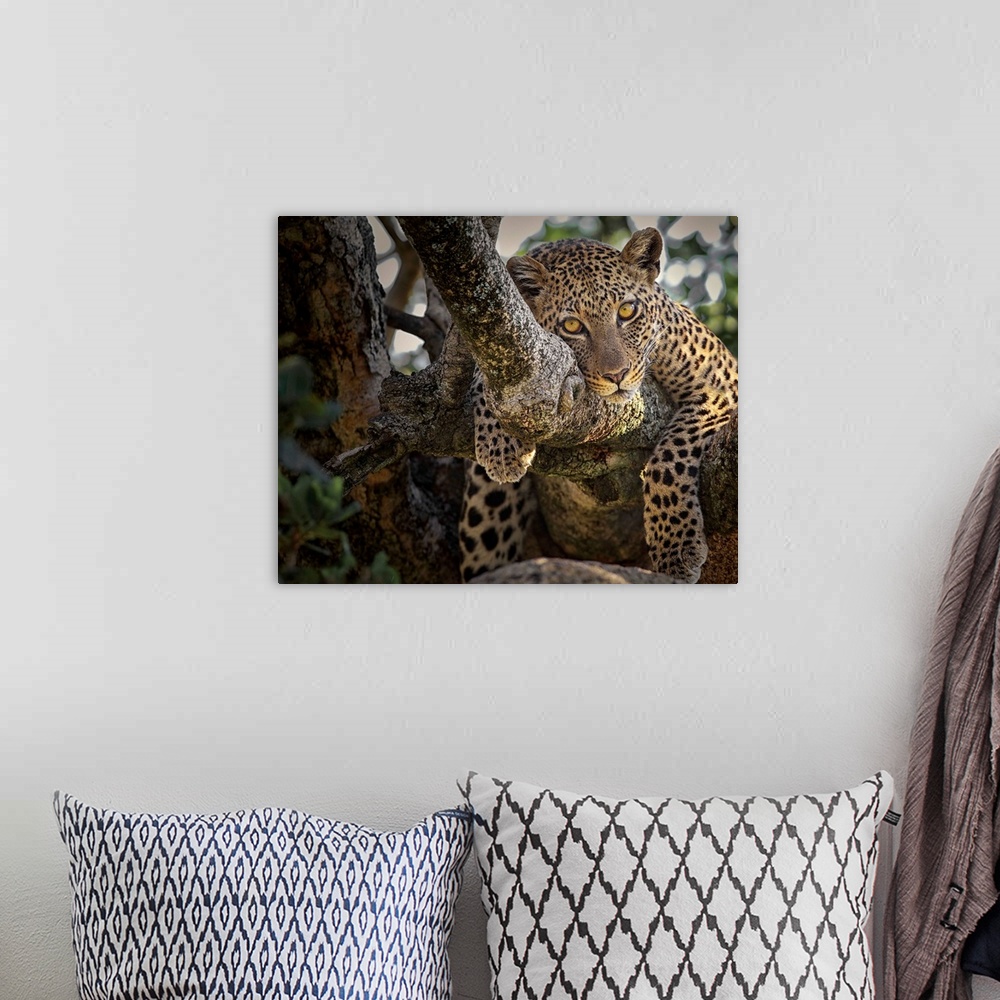 A bohemian room featuring Leopard lounging in a tree, Serengeti, Tanzania