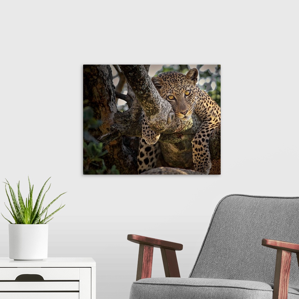 A modern room featuring Leopard lounging in a tree, Serengeti, Tanzania