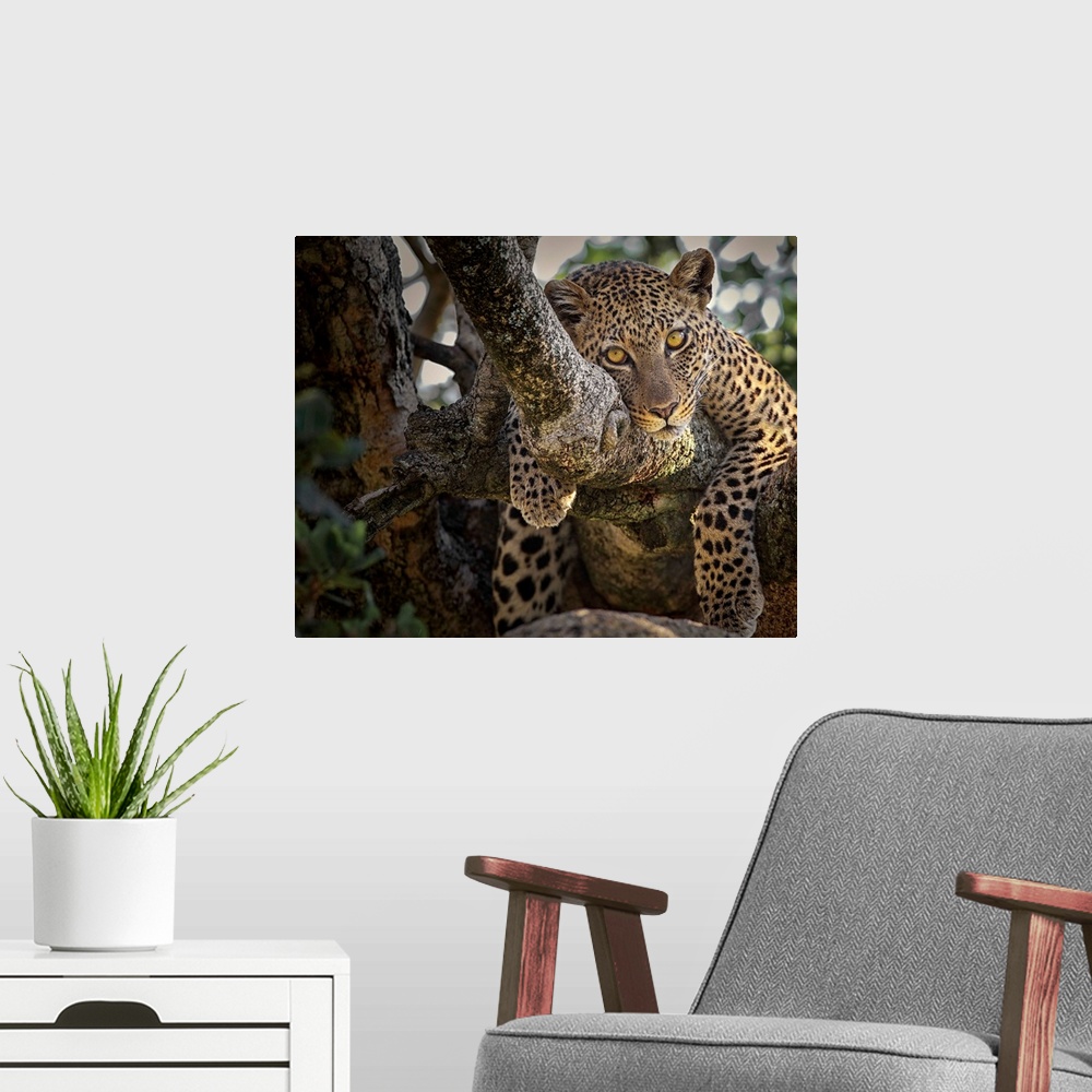 A modern room featuring Leopard lounging in a tree, Serengeti, Tanzania