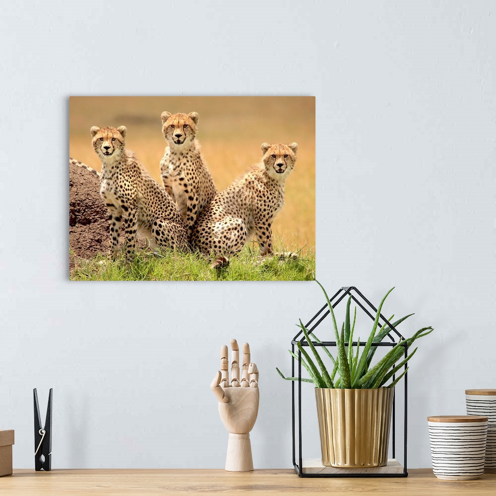 A bohemian room featuring Trio of young cheetahs looking for trouble.