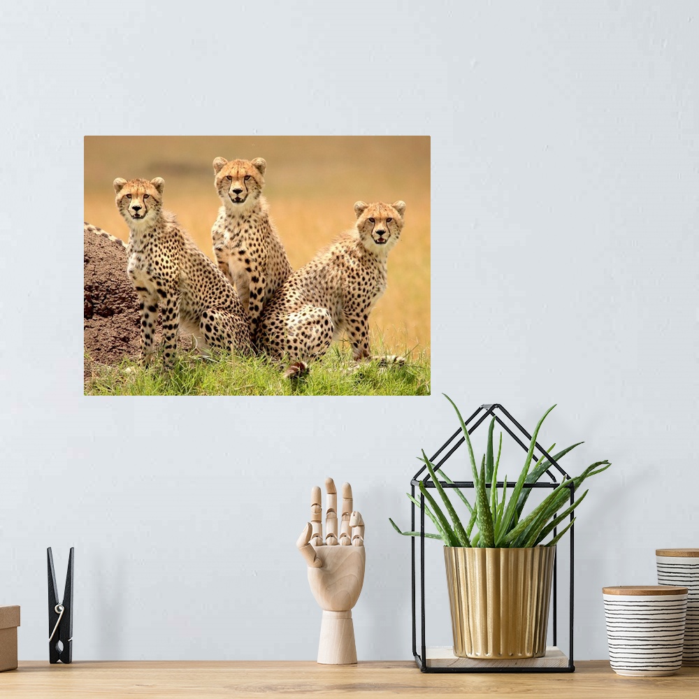 A bohemian room featuring Trio of young cheetahs looking for trouble.