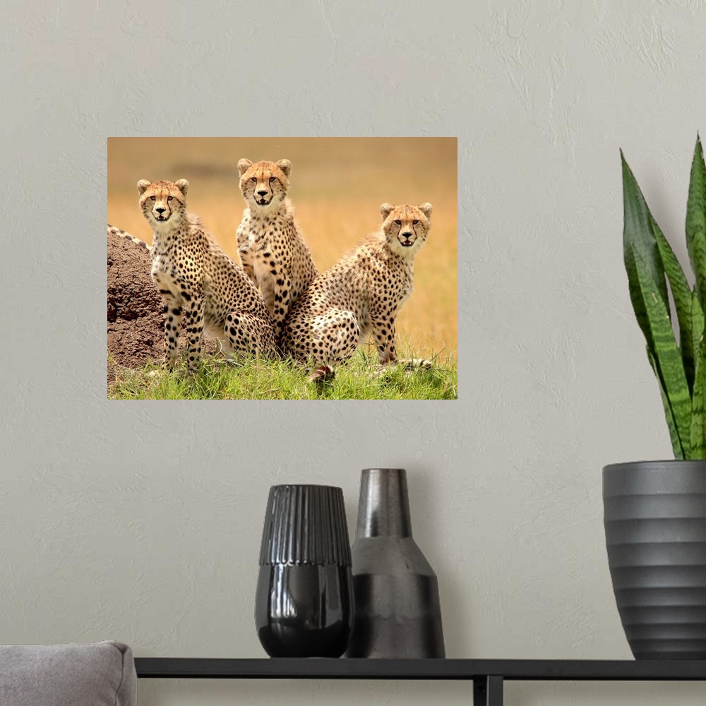 A modern room featuring Trio of young cheetahs looking for trouble.