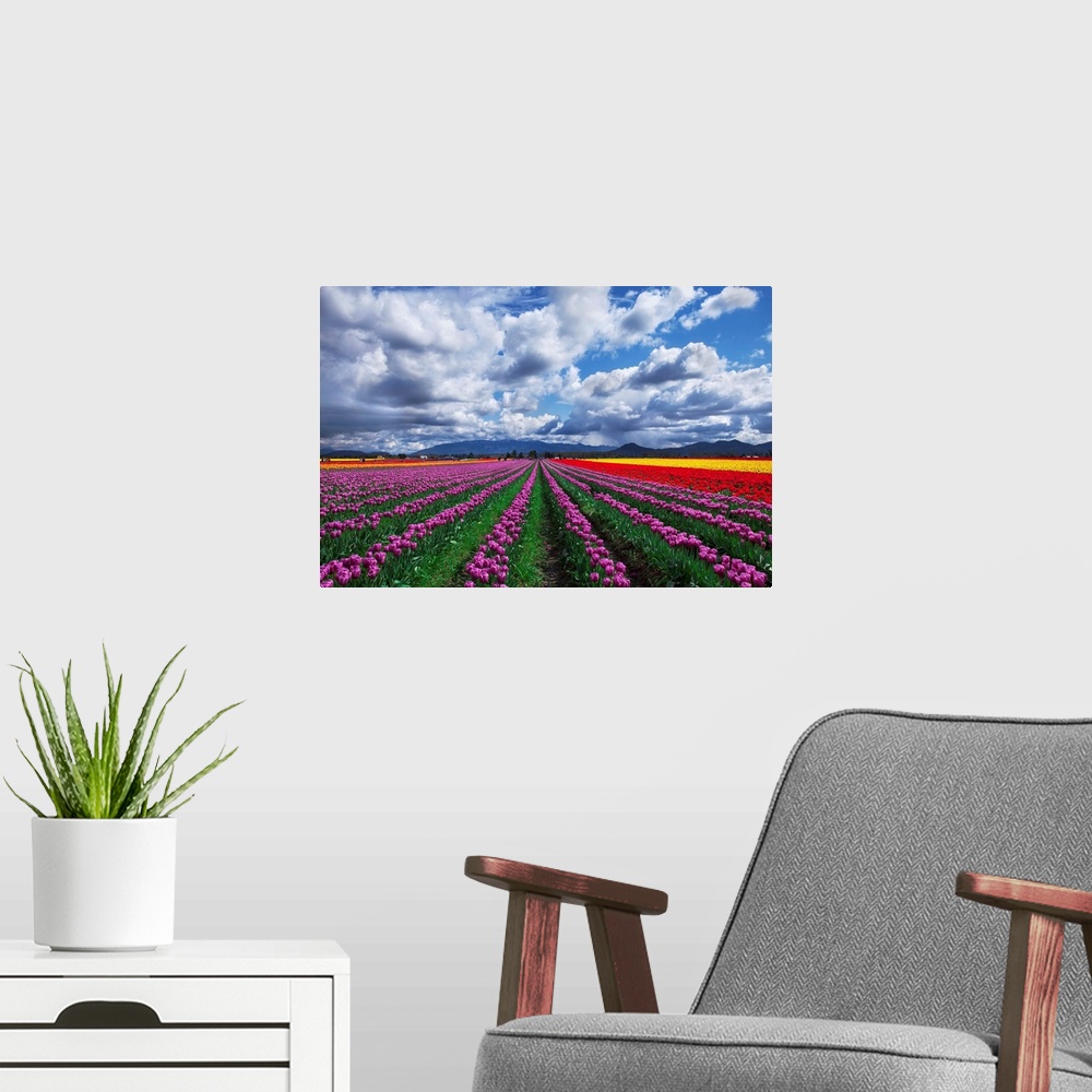 A modern room featuring Tulip festival in Skagit Valley, Washington State.