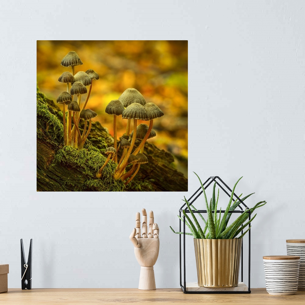 A bohemian room featuring Two clusters of little mushrooms growing on a mossy log.