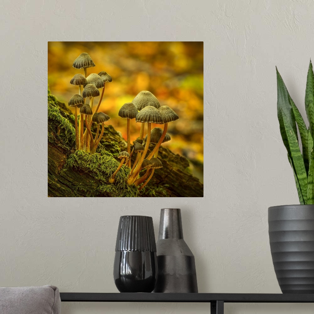 A modern room featuring Two clusters of little mushrooms growing on a mossy log.