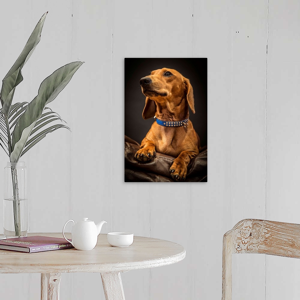 A farmhouse room featuring Portrait of an elegant Dachshund on a leather couch.