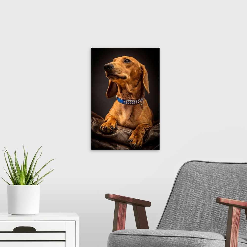 A modern room featuring Portrait of an elegant Dachshund on a leather couch.