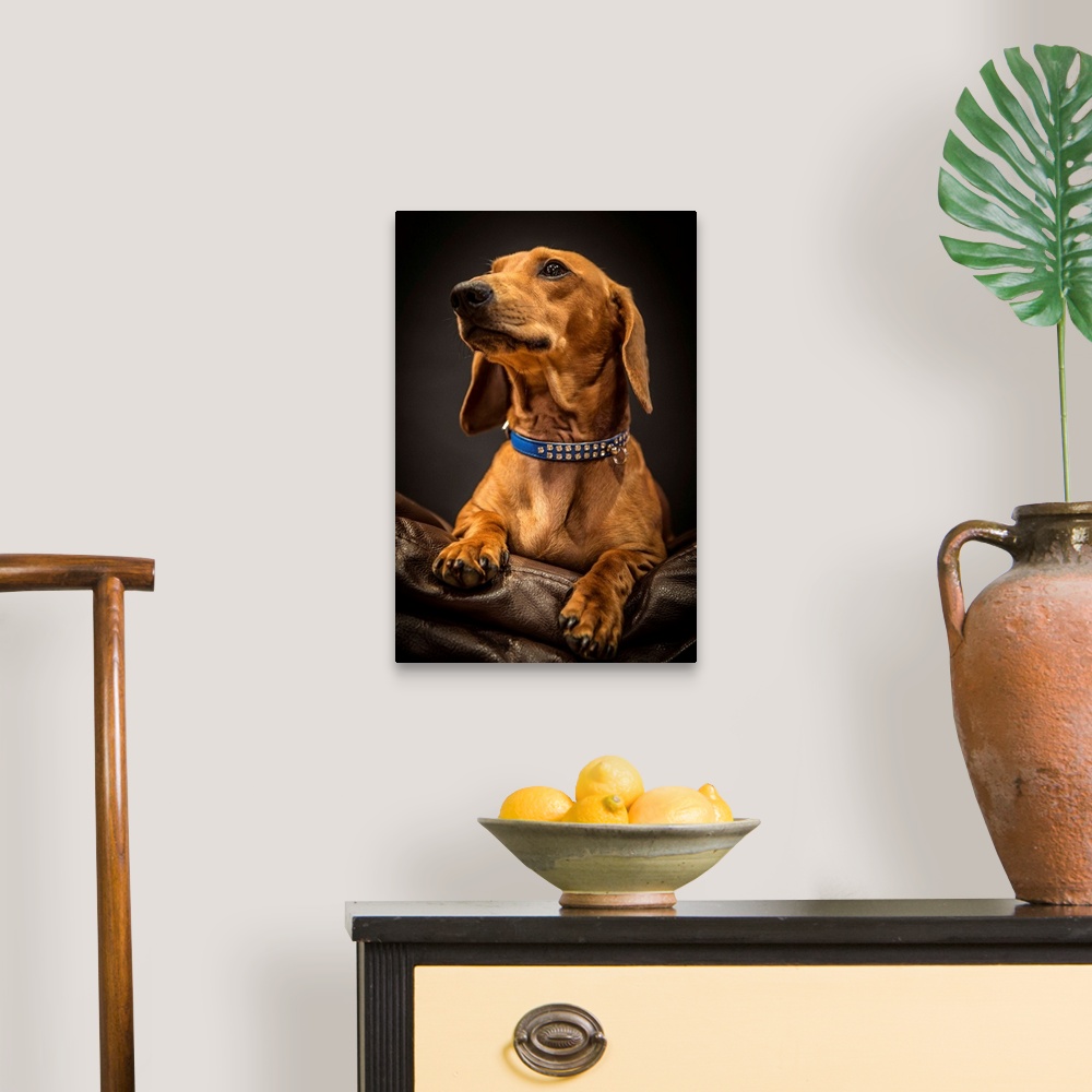 A traditional room featuring Portrait of an elegant Dachshund on a leather couch.