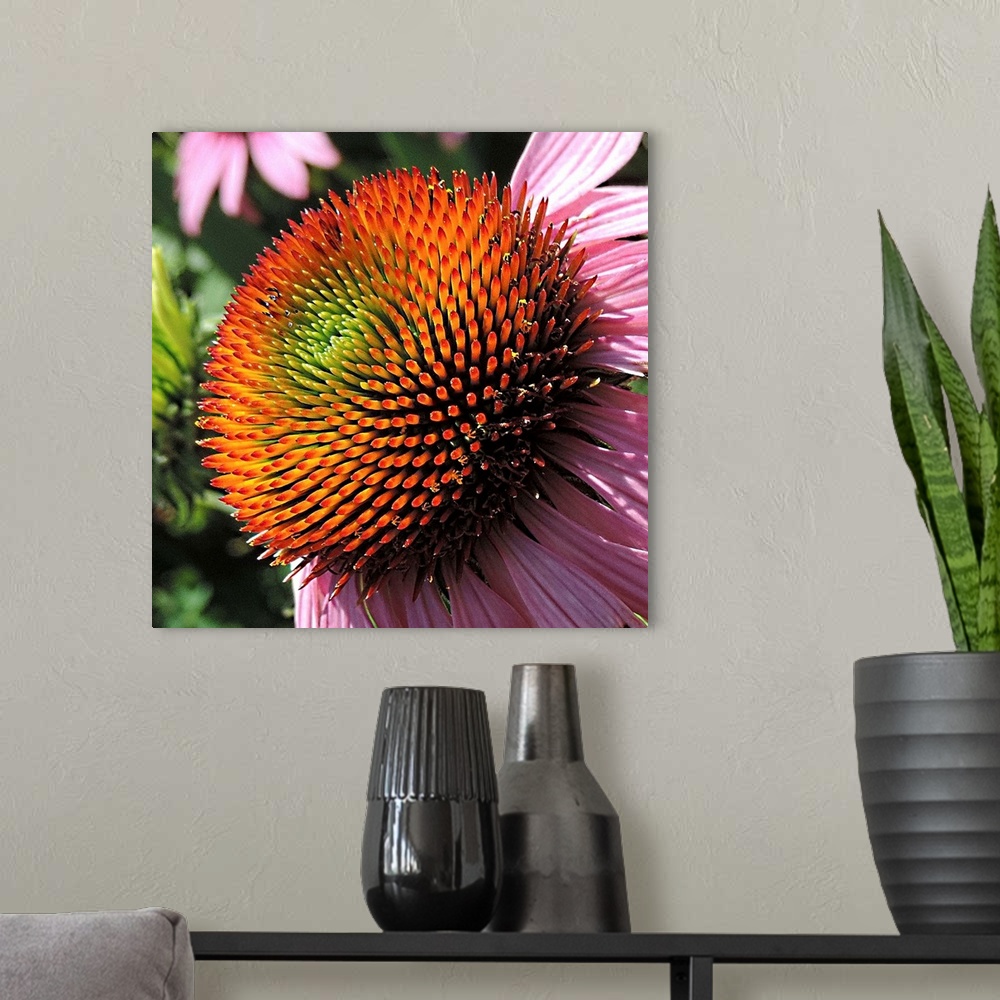 A modern room featuring Beautiful Purple Cone Flower in a garden, showing nearly all the colors of the rainbow.