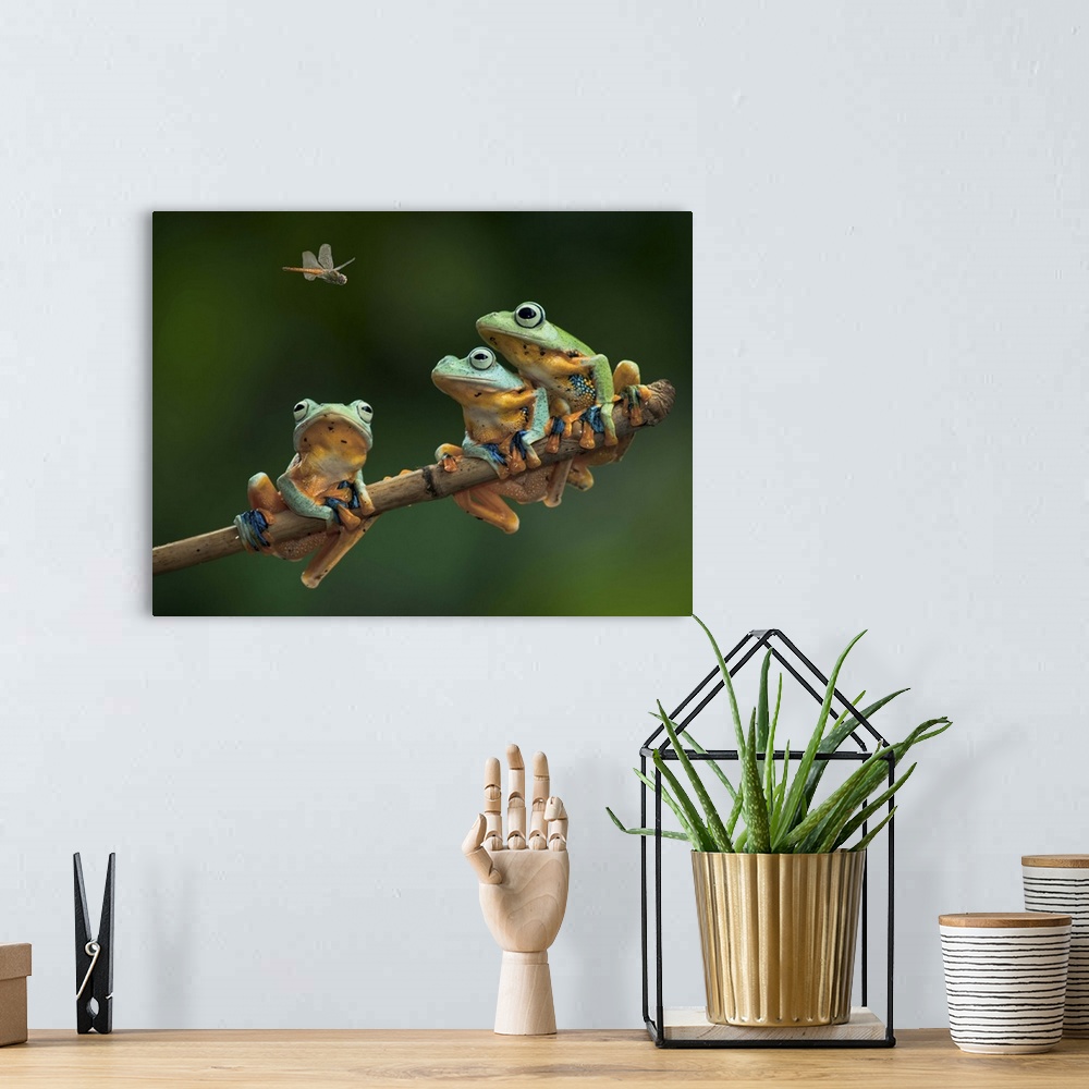 A bohemian room featuring Three tree frogs sitting on a branch watch a fly above.