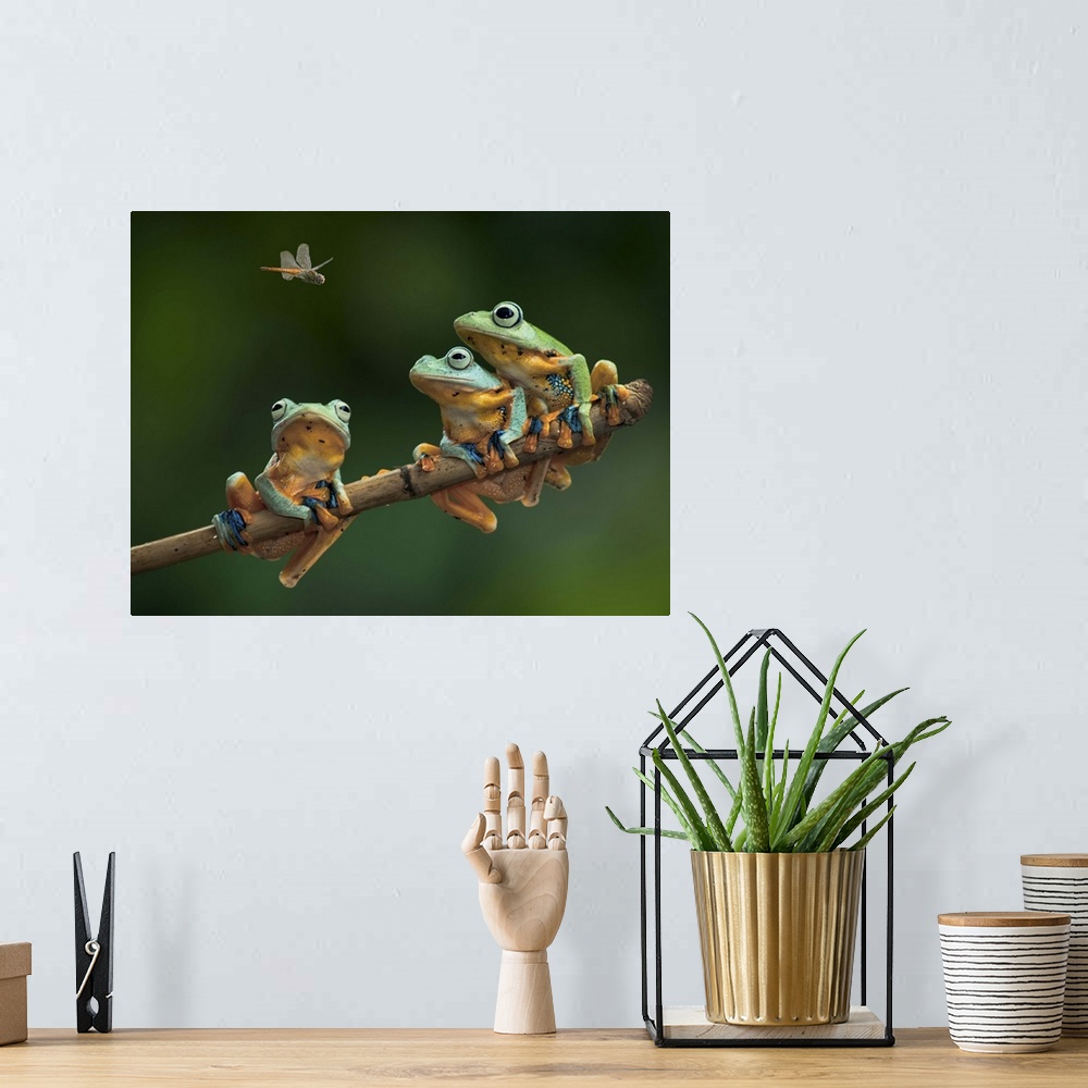 A bohemian room featuring Three tree frogs sitting on a branch watch a fly above.