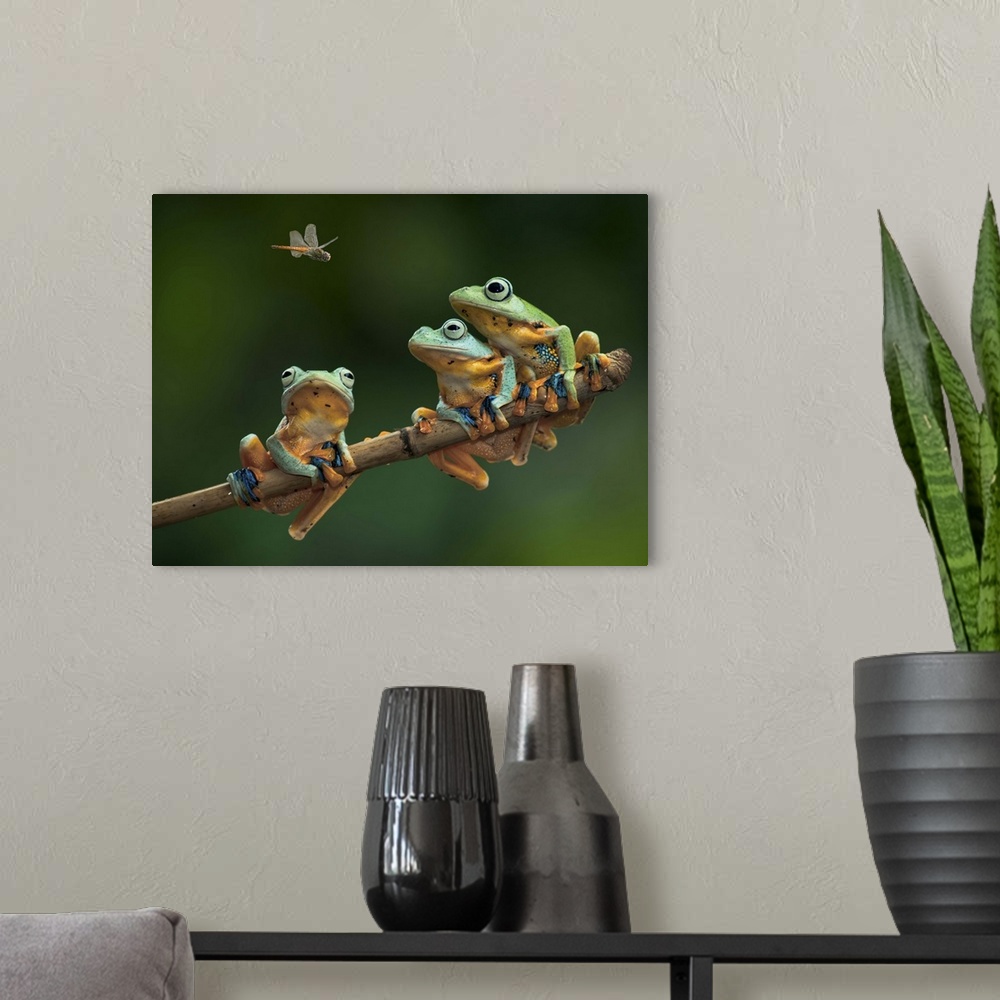 A modern room featuring Three tree frogs sitting on a branch watch a fly above.