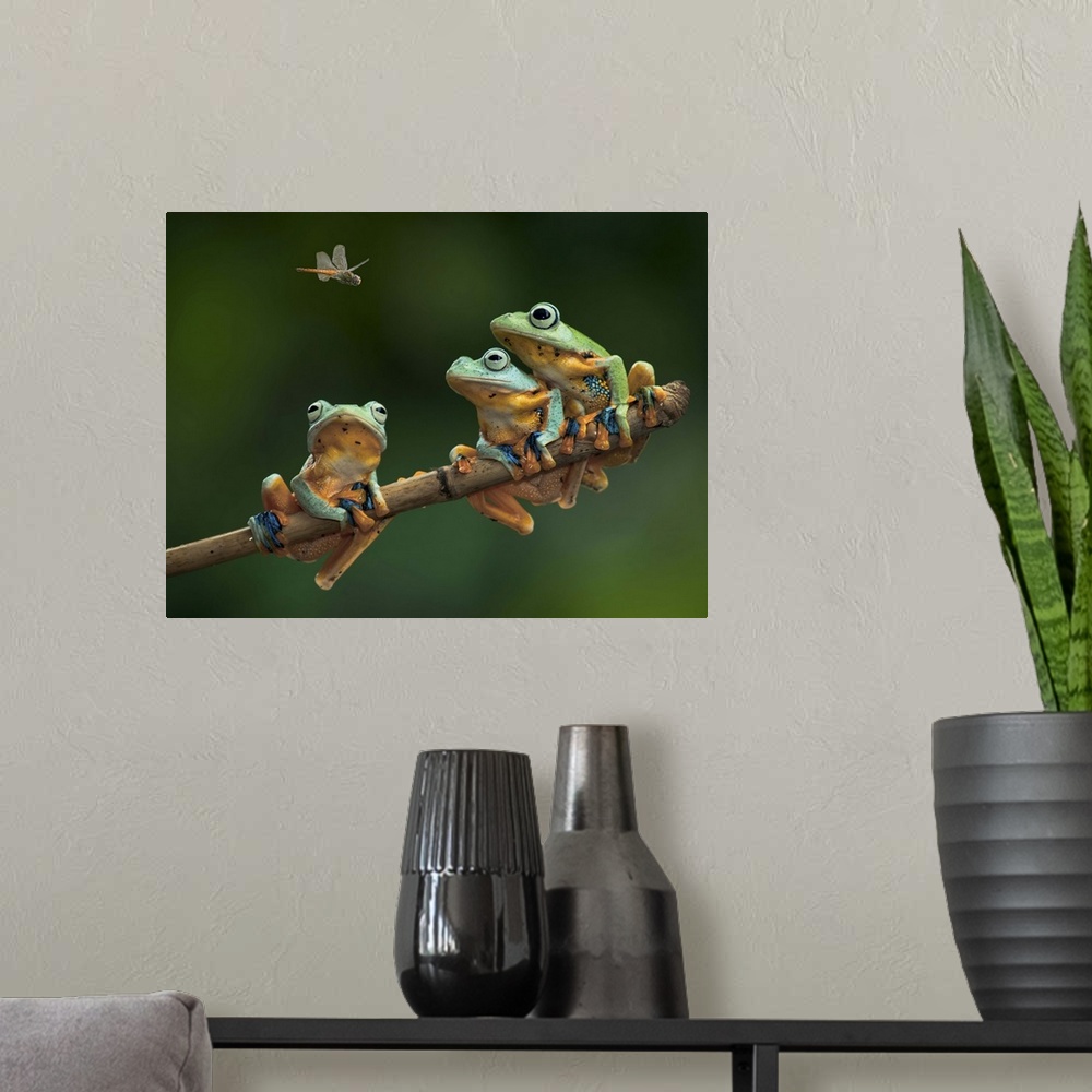 A modern room featuring Three tree frogs sitting on a branch watch a fly above.