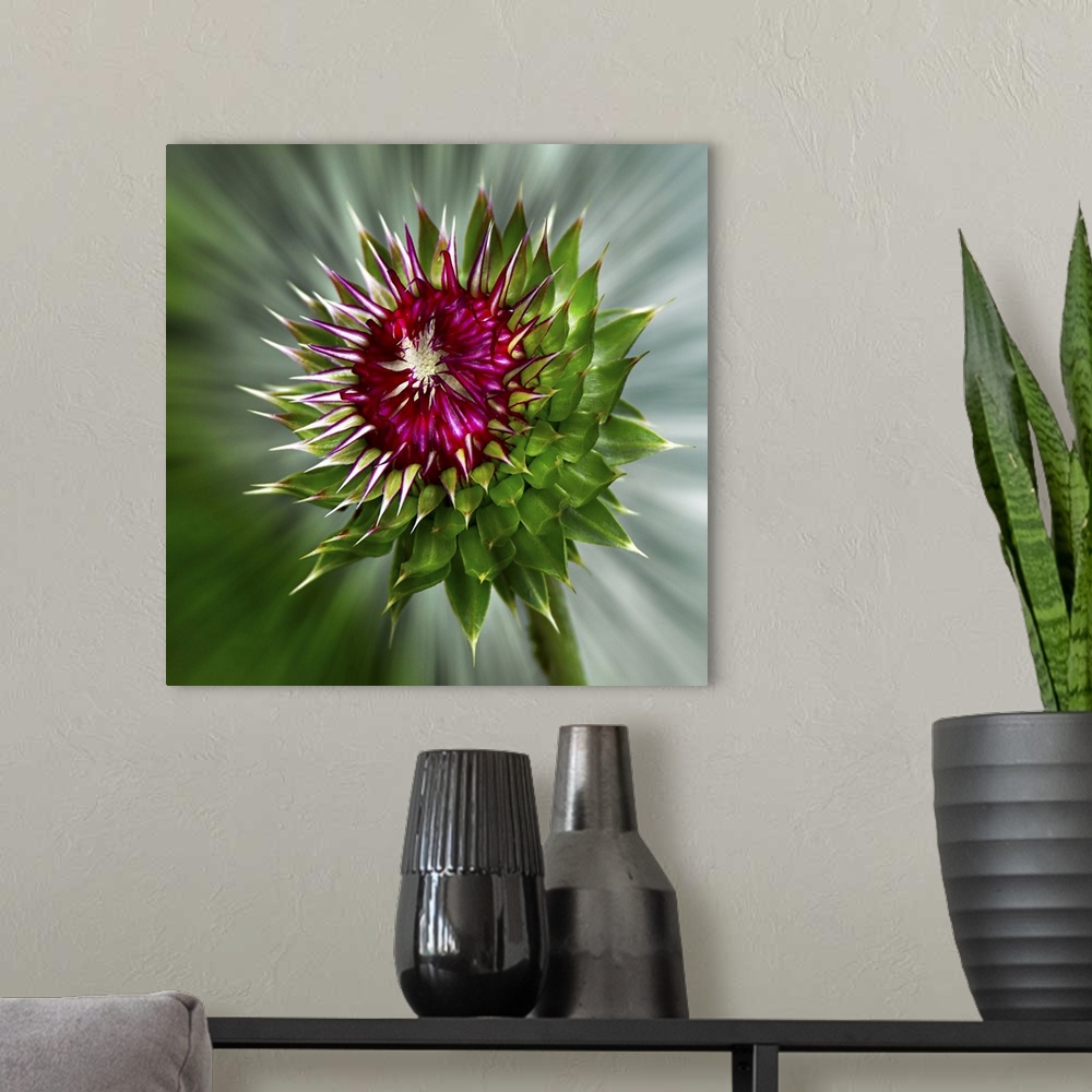 A modern room featuring Wild Thistle