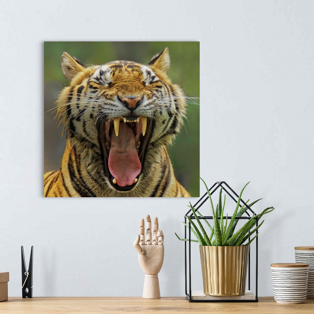 A bohemian room featuring Portrait of a Tiger