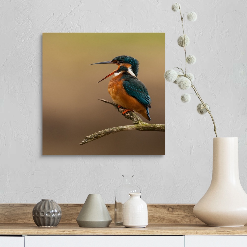 A farmhouse room featuring Humorous photo of a Kingfisher with its beak wide open, appearing to shout.