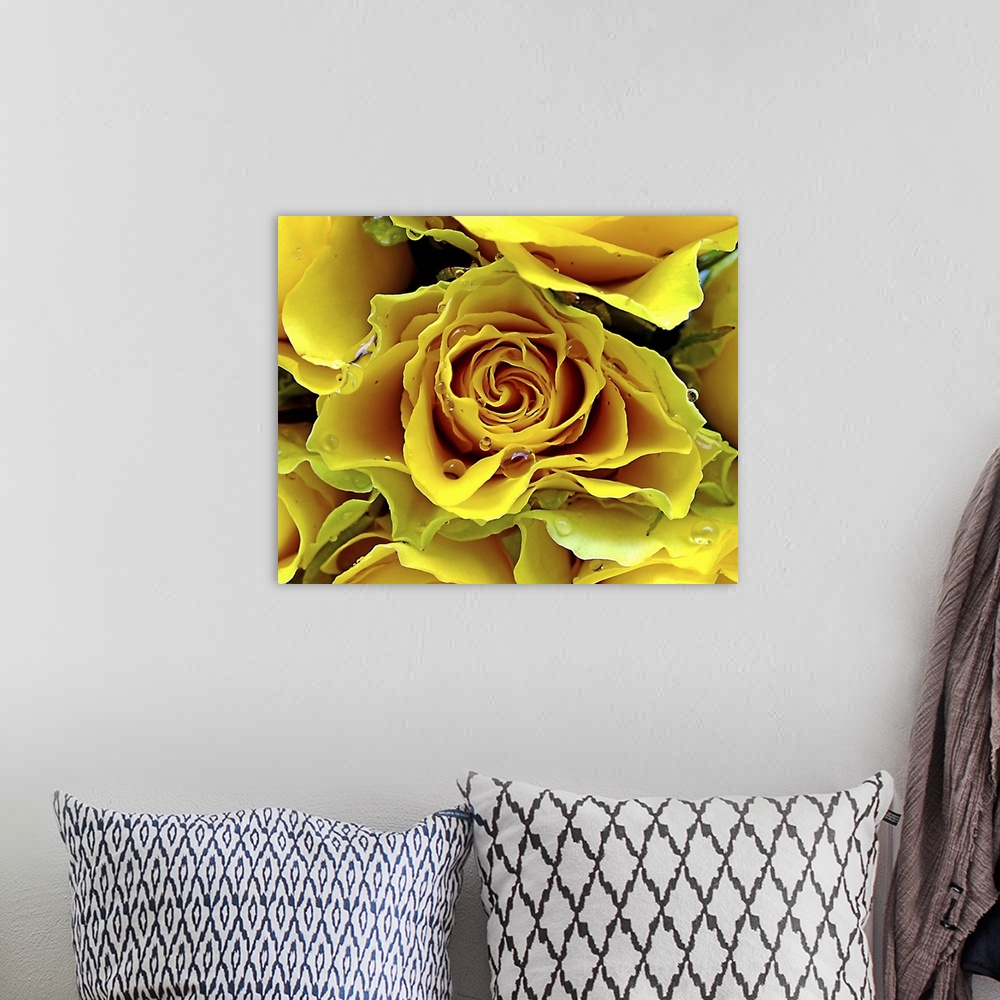 A bohemian room featuring Yellow roses with water drops
