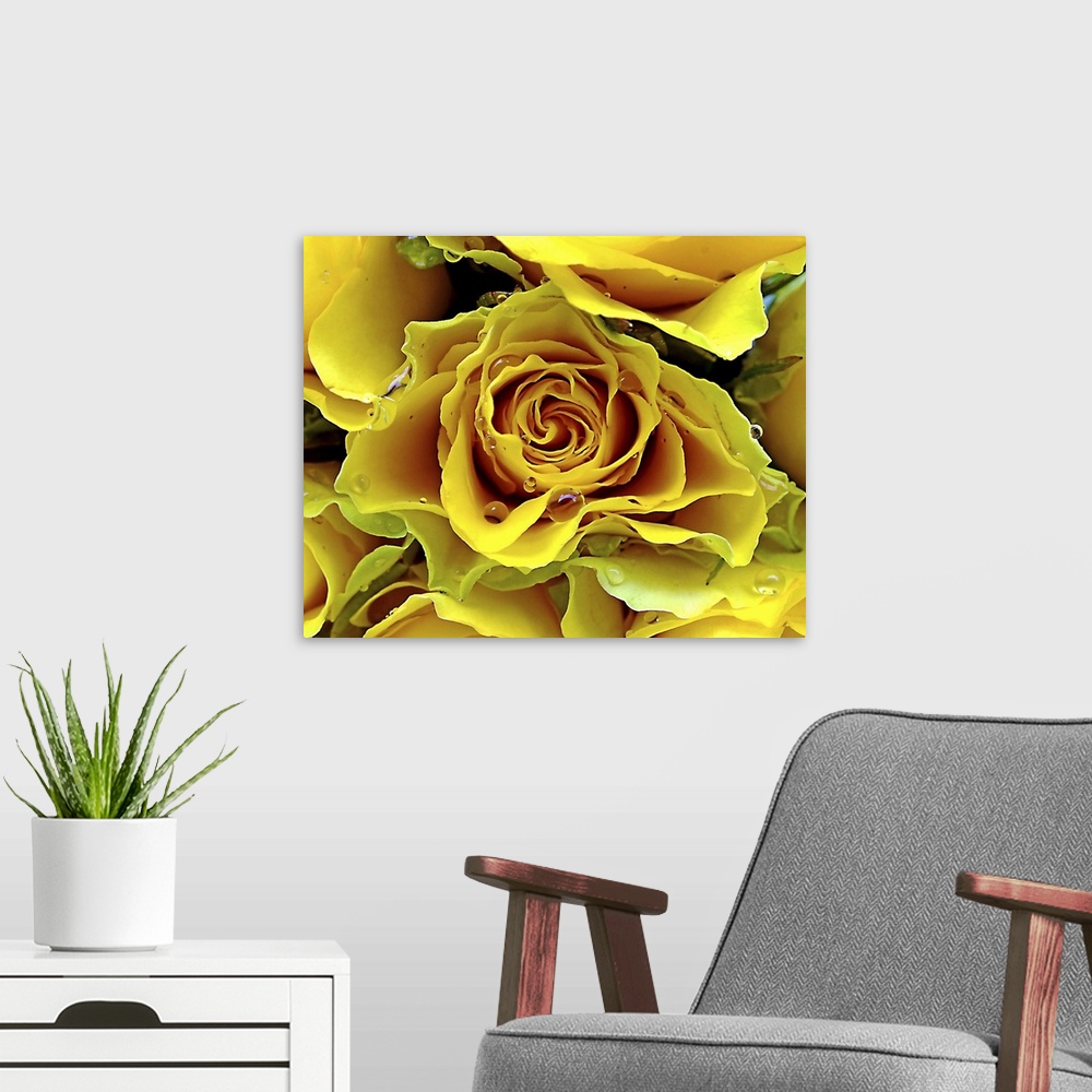 A modern room featuring Yellow roses with water drops