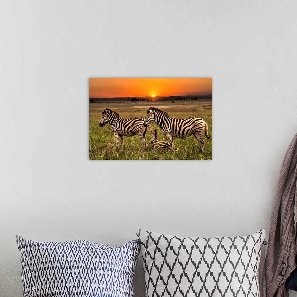 A bohemian room featuring A family of Zebras on the plain at dawn.