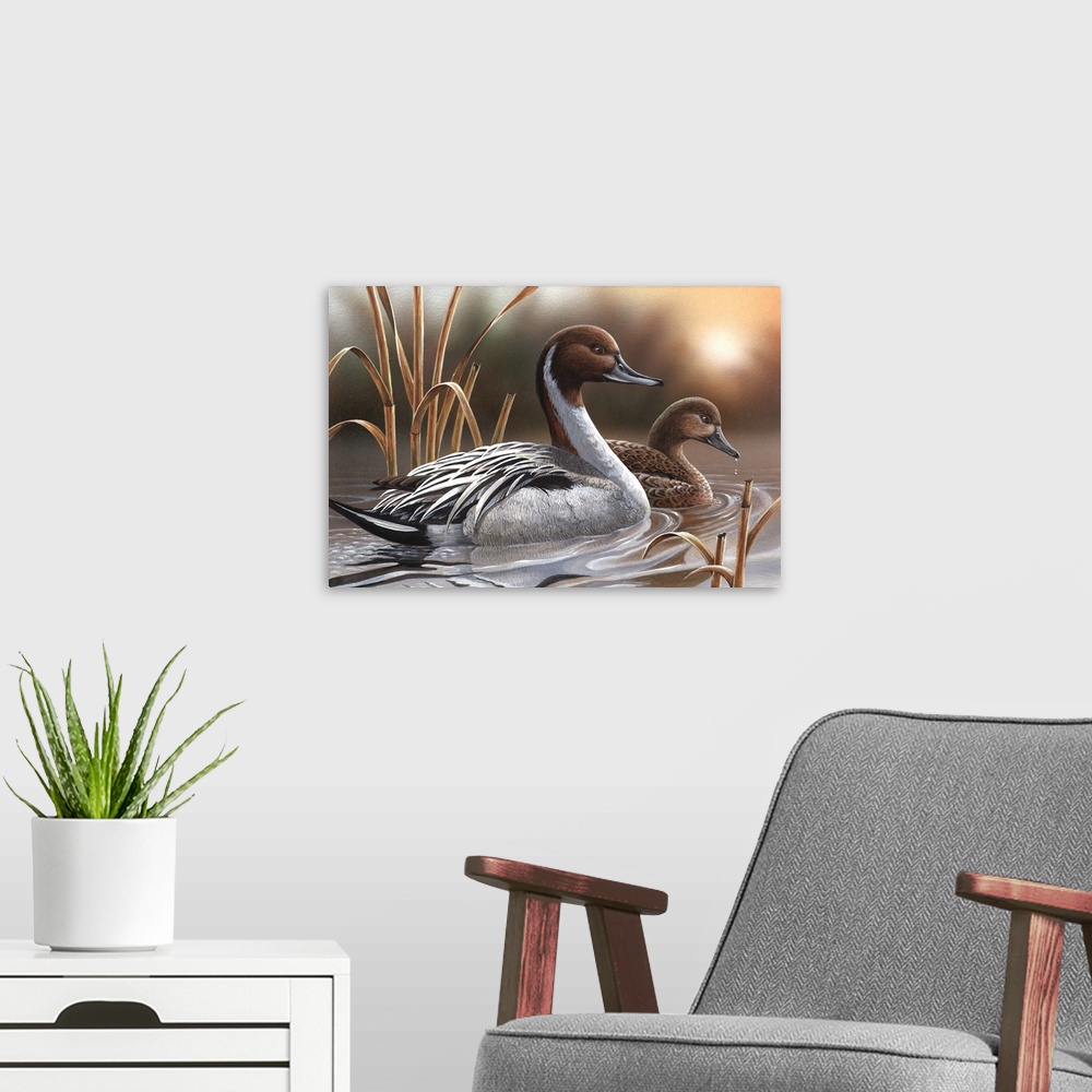A modern room featuring Pintails