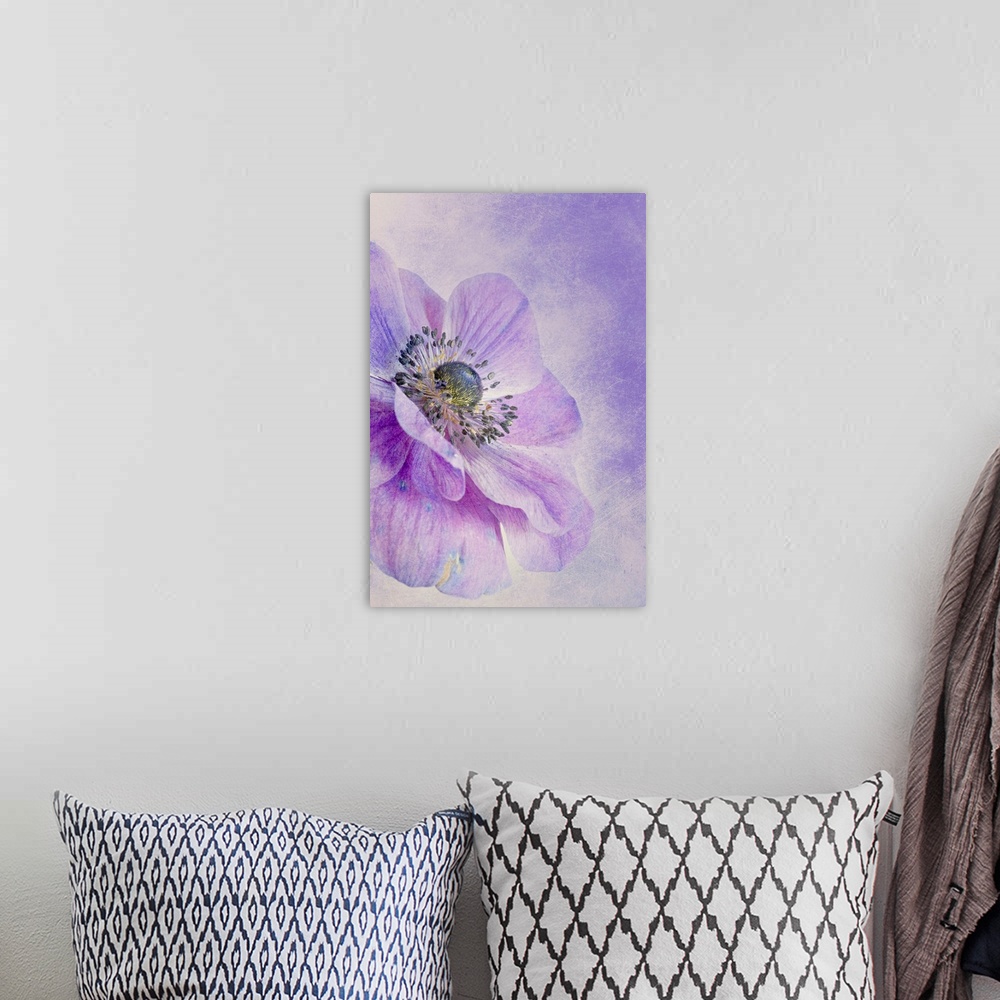 A bohemian room featuring Large, vertical, close up fine art photograph of an anemone flower in bloom, on a background of s...