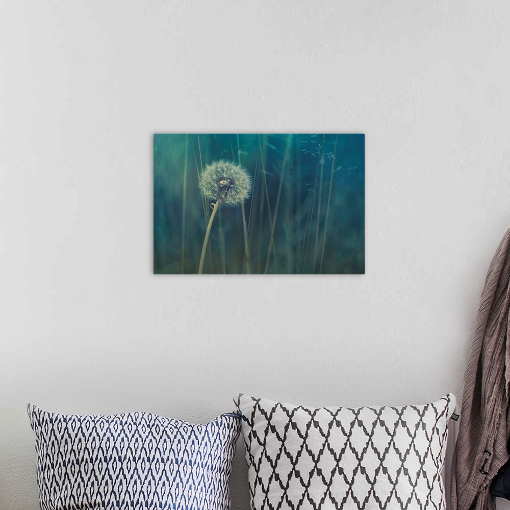A bohemian room featuring A single dandelion clock in the middle of a blue meadow