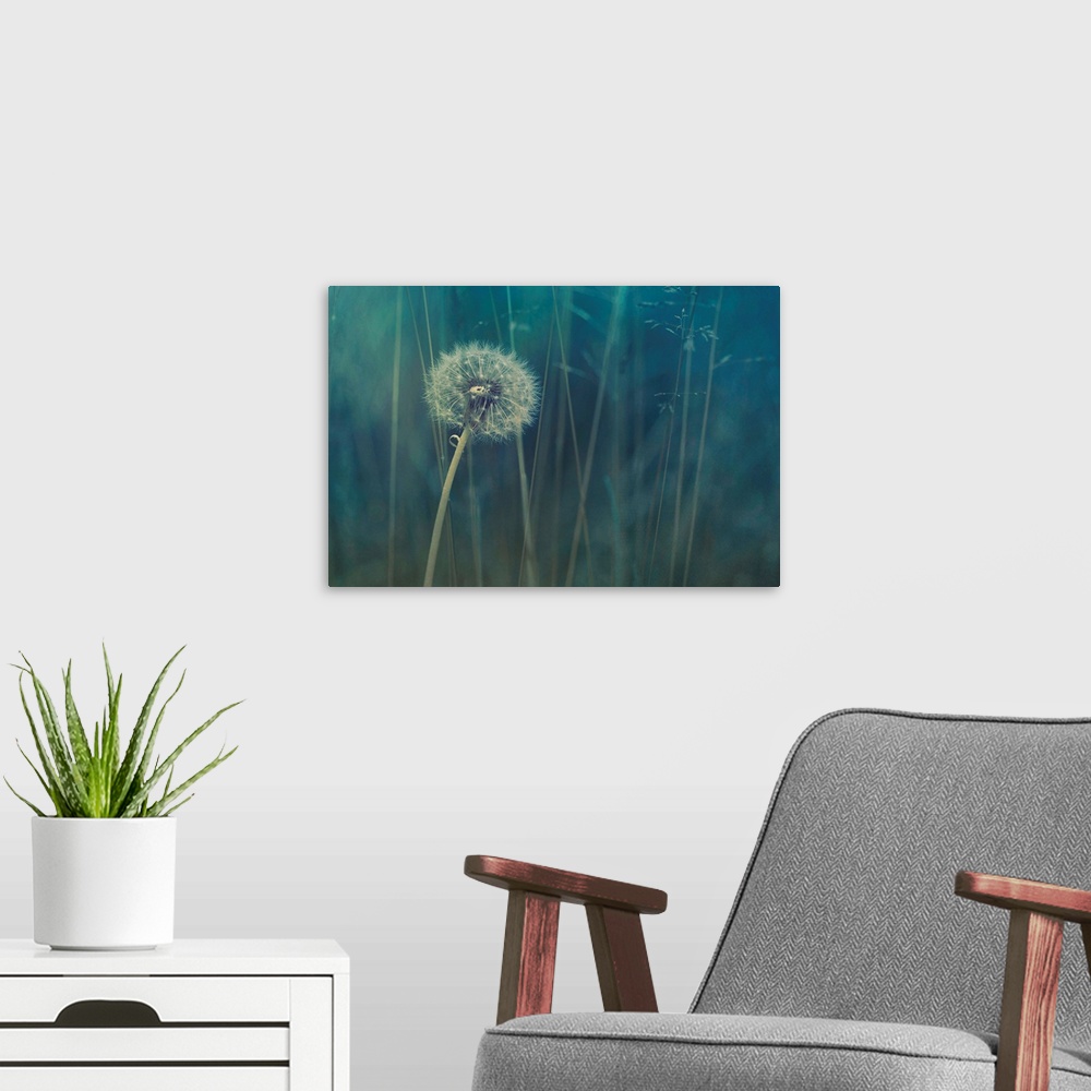 A modern room featuring A single dandelion clock in the middle of a blue meadow