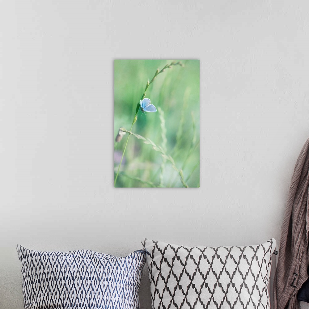 A bohemian room featuring Peablue Butterfly on a Grassblade
