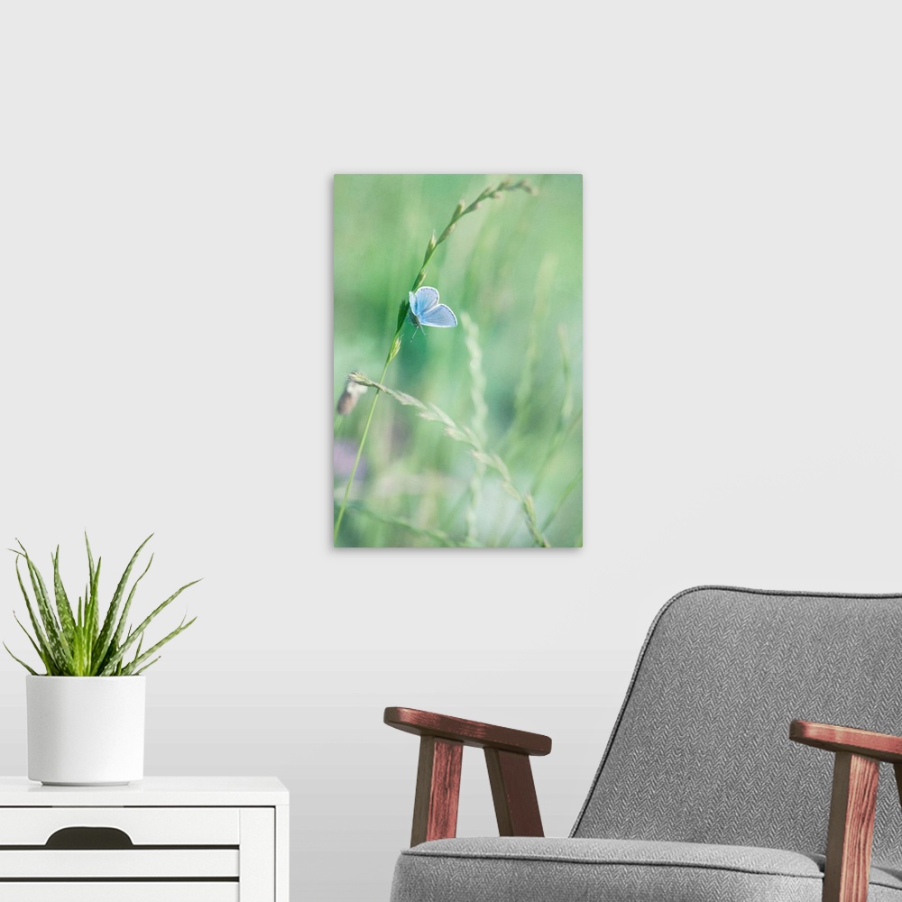 A modern room featuring Peablue Butterfly on a Grassblade