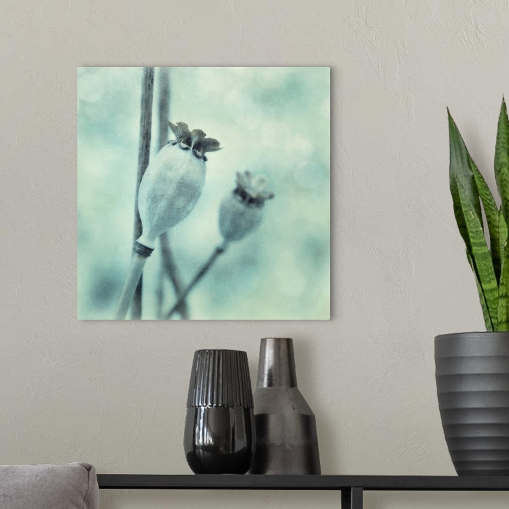 A modern room featuring Two poppy seed pods in squared format, toned monochratic in bluegreen