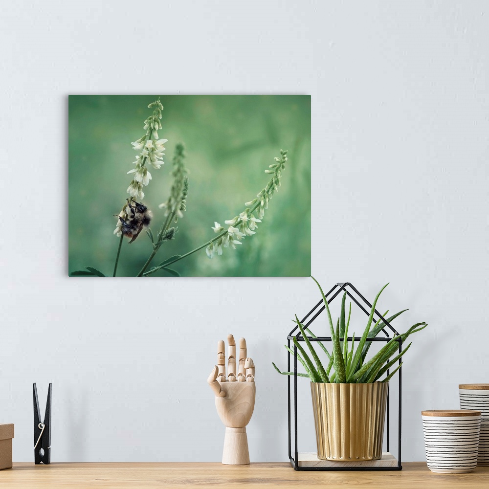 A bohemian room featuring Bumble bee on sweet clover blossoms