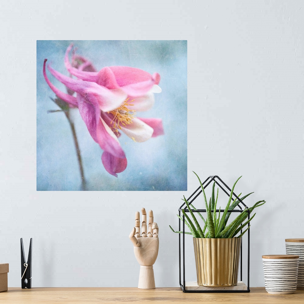 A bohemian room featuring Pastel colored columbine flower