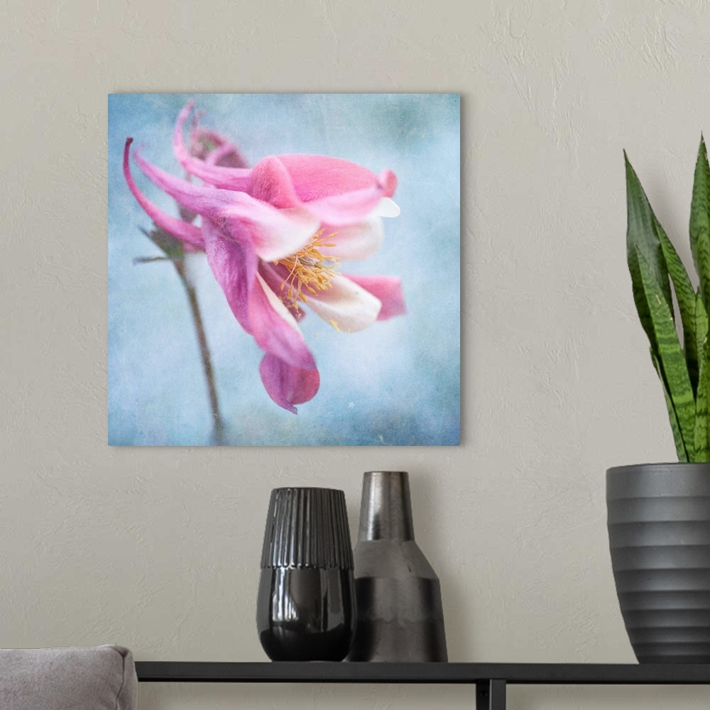 A modern room featuring Pastel colored columbine flower