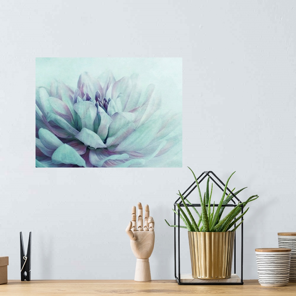 A bohemian room featuring Close-up of a dahlia flower, colors are blue and purple