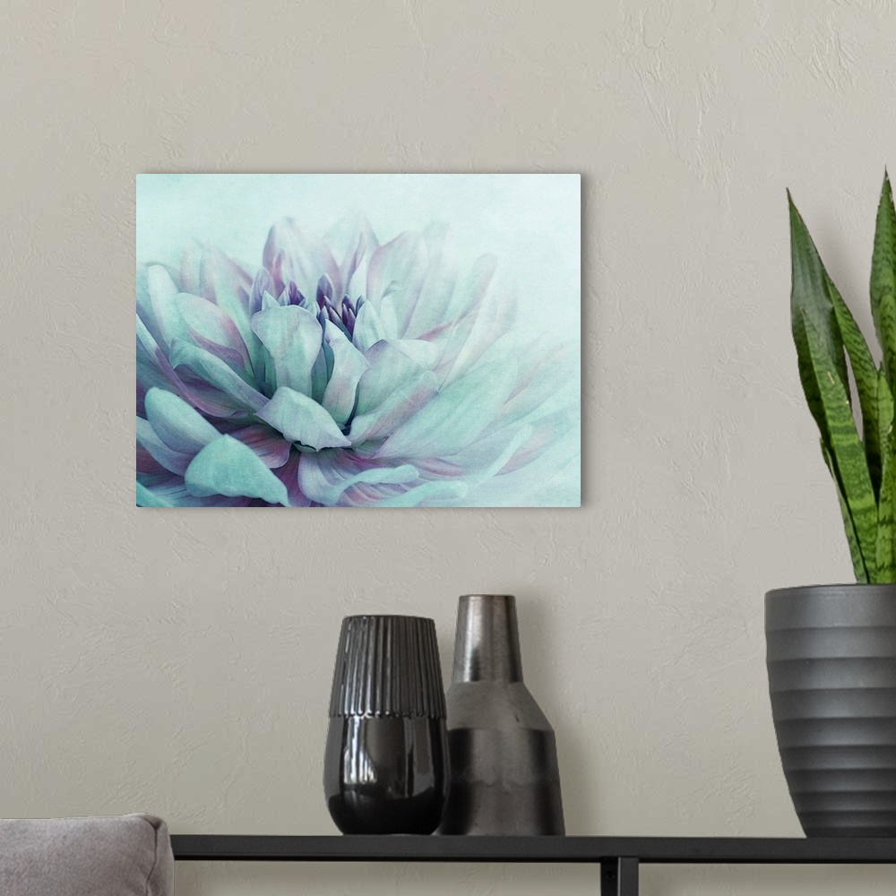 A modern room featuring Close-up of a dahlia flower, colors are blue and purple