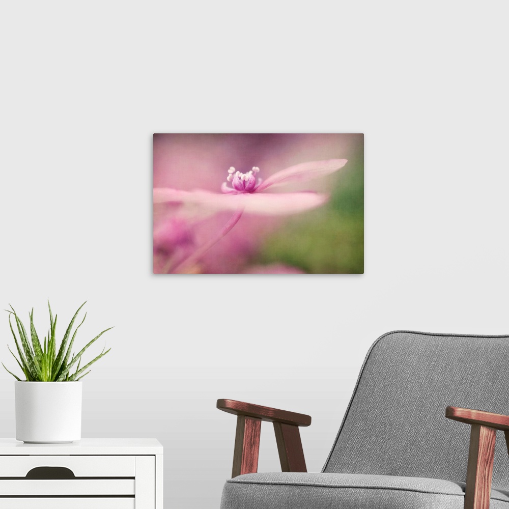 A modern room featuring Hydrangea blossom