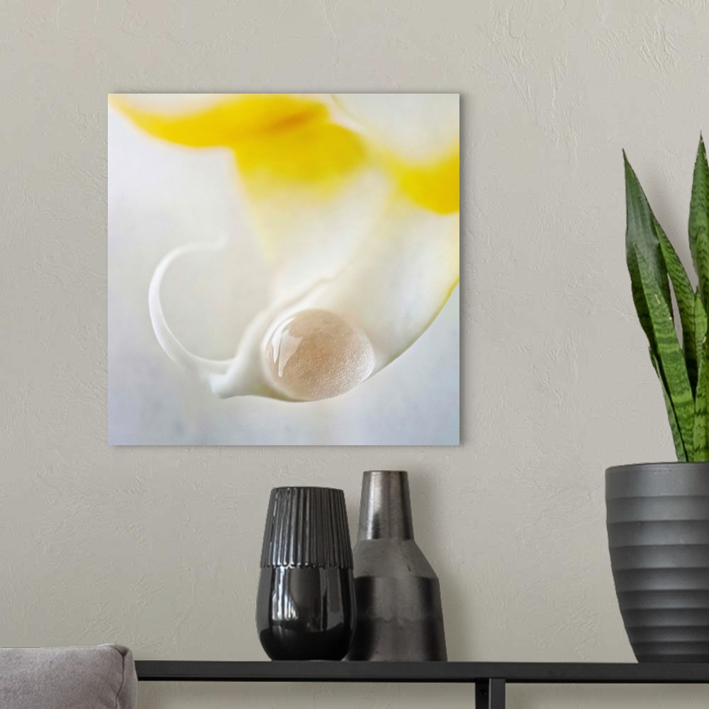 A modern room featuring A drop on an orchid, maximum aperture