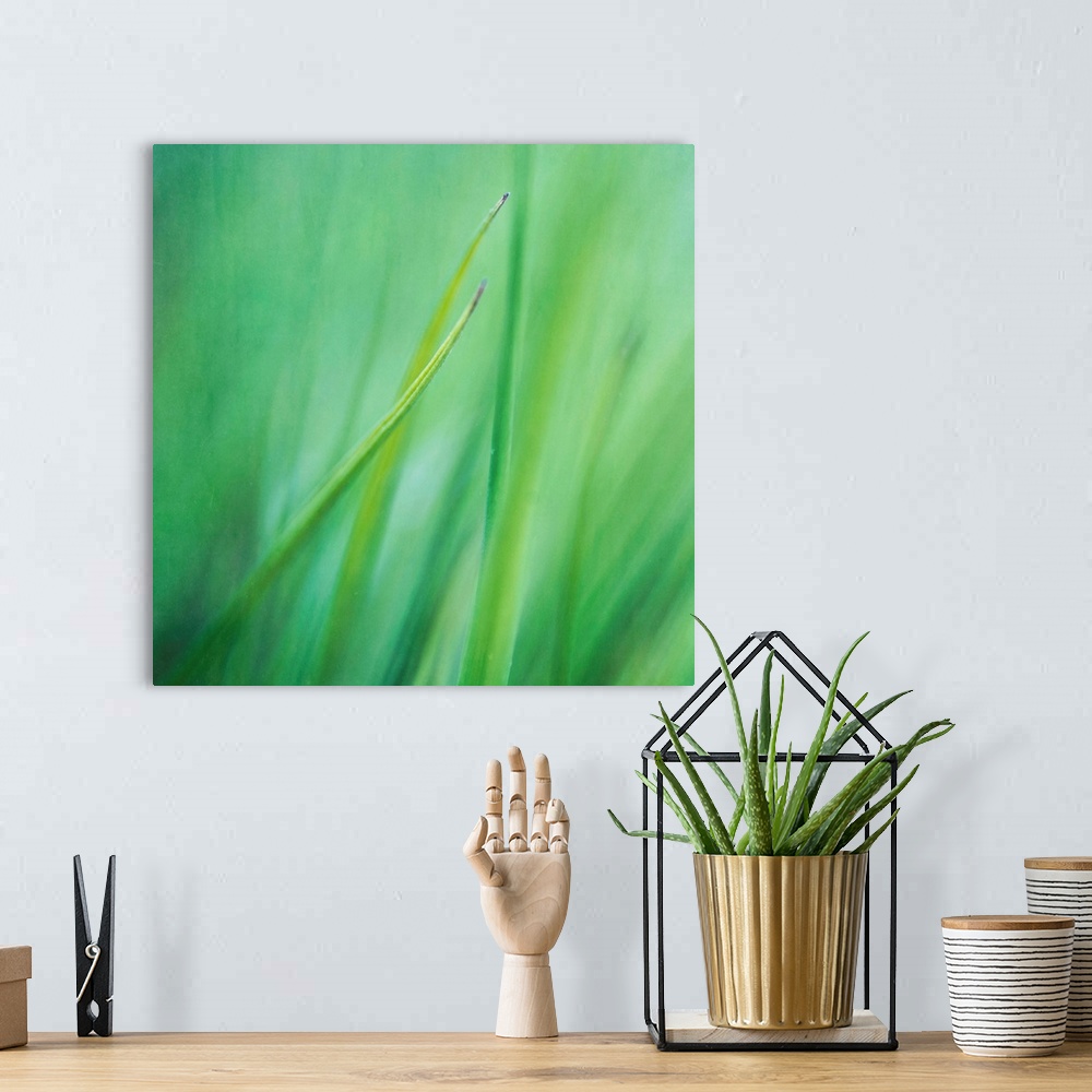 A bohemian room featuring Blades of grass, taken with maximum aperture focus
