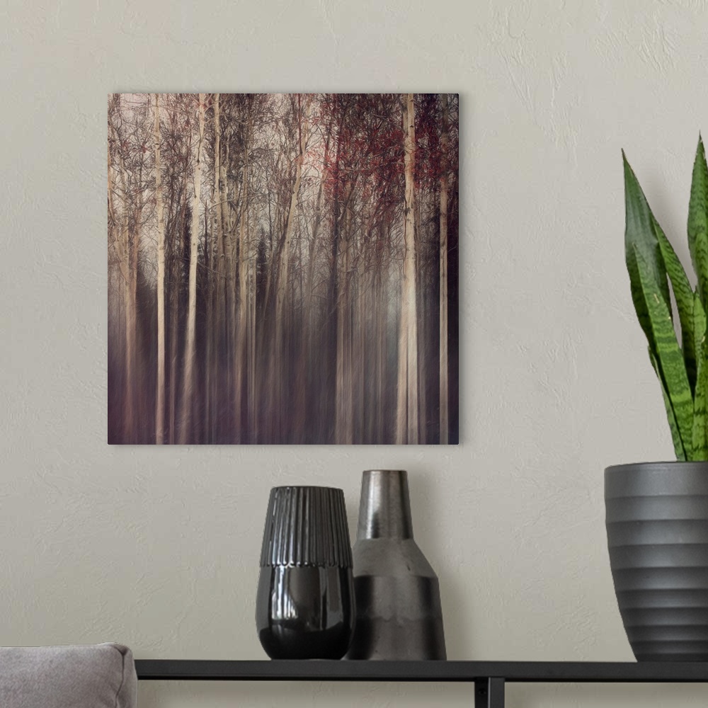 A modern room featuring Forest With A Mood