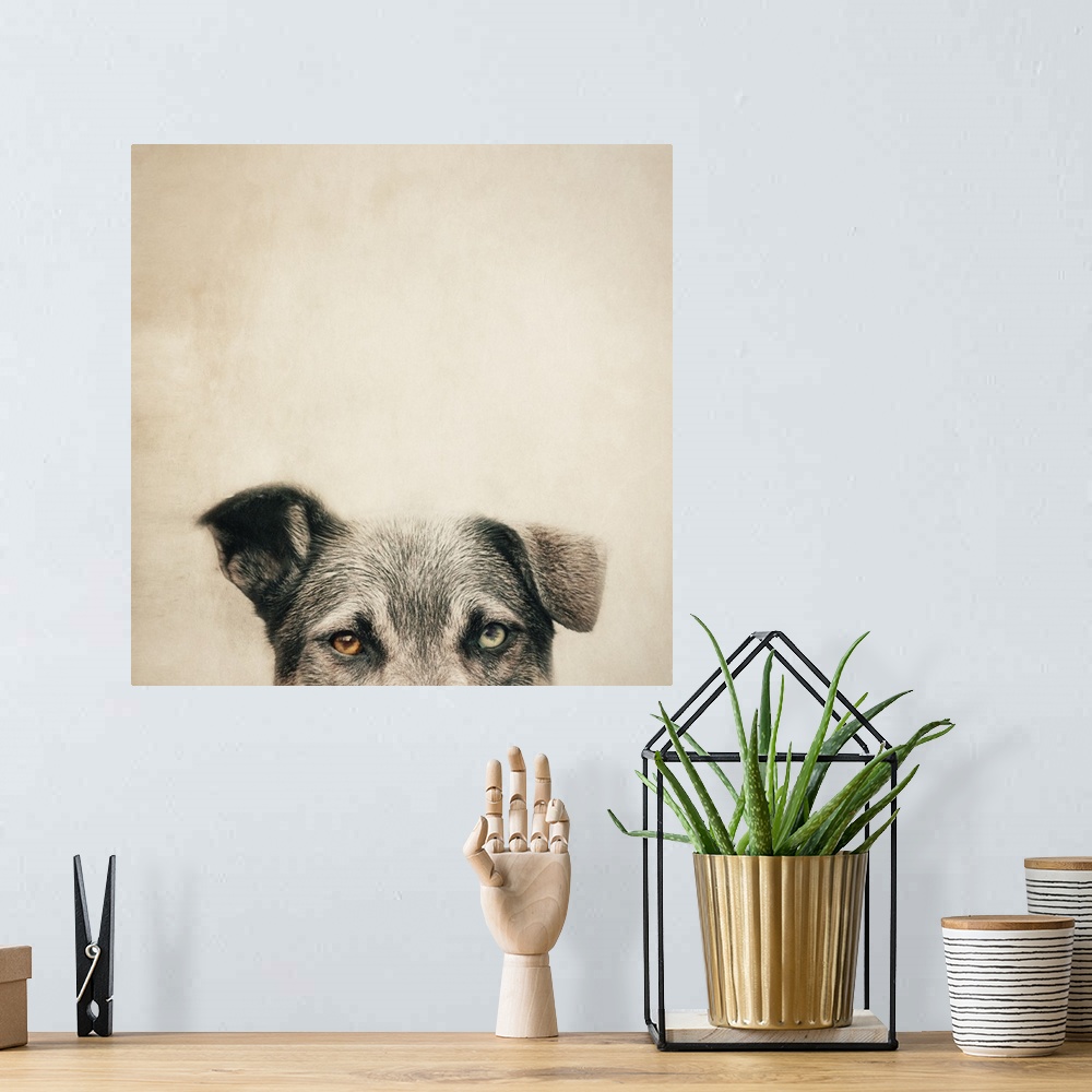 A bohemian room featuring An artistic photograph of a half portrait of a dog against beige background.