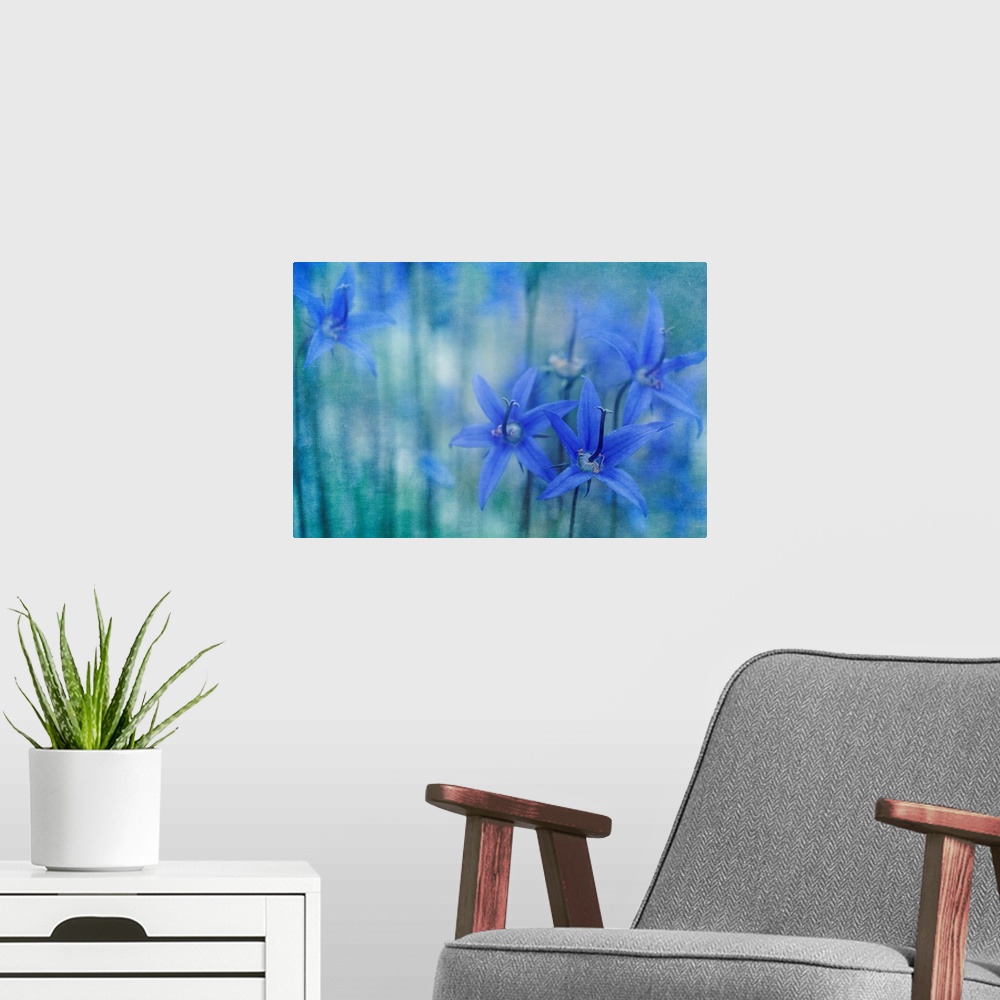A modern room featuring Campanula aurita, Yukon Bellflower of Alaskan Harebell. This species is endemic to the Yukon and ...