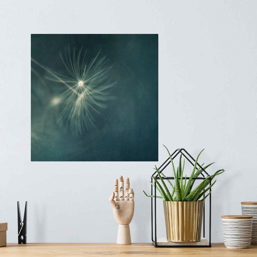 A bohemian room featuring An artistic macro photograph of a seed head against a deep blue background.