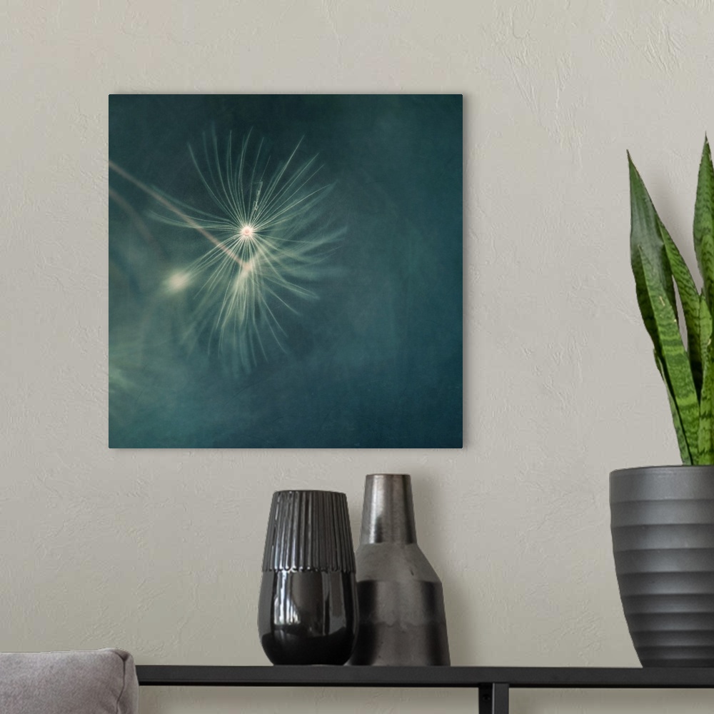 A modern room featuring An artistic macro photograph of a seed head against a deep blue background.
