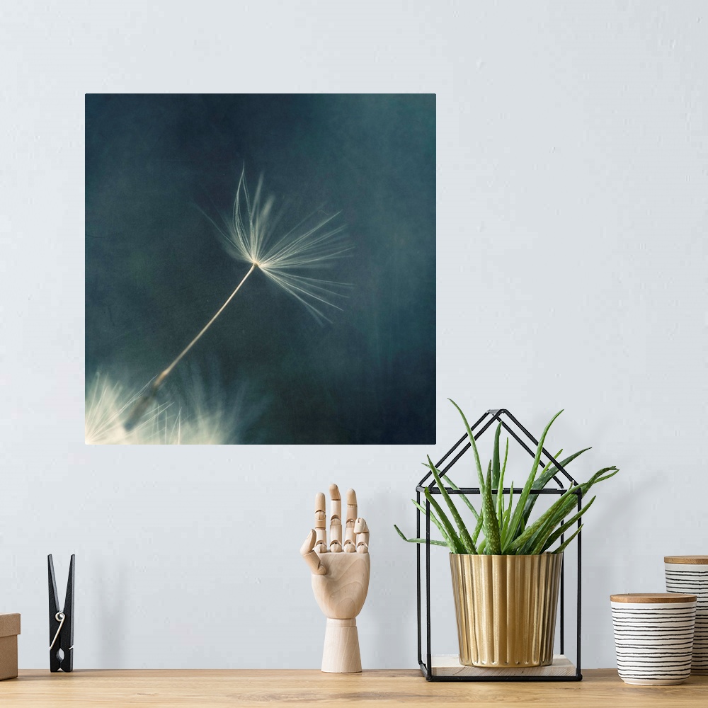 A bohemian room featuring An artistic macro photograph of a seed head against a deep blue background.