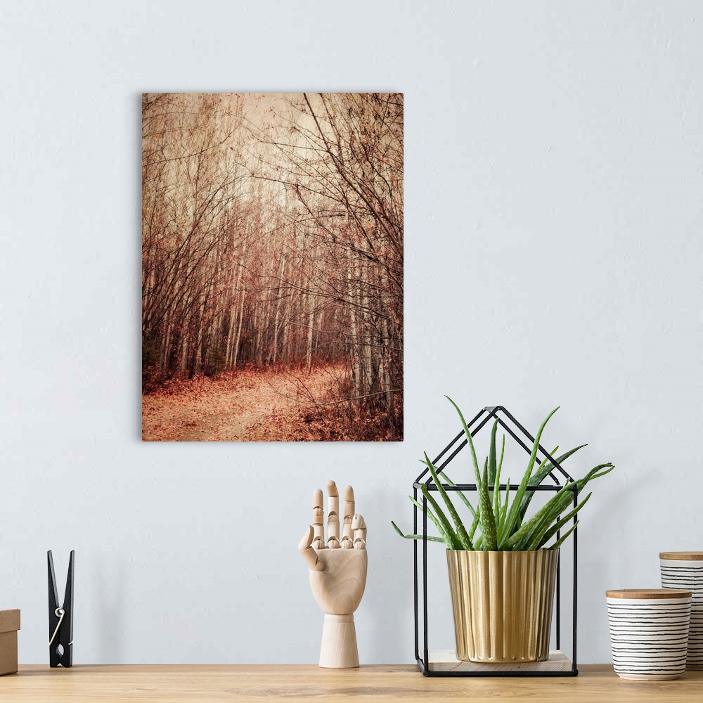 A bohemian room featuring A walk into a birch forest in fall