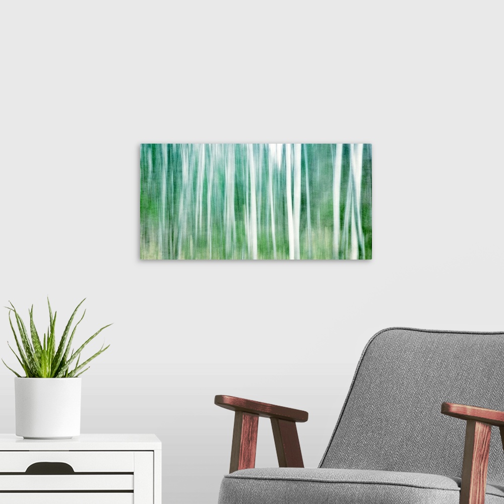 A modern room featuring Birch grove is represented in an impressionistic way in this painting.