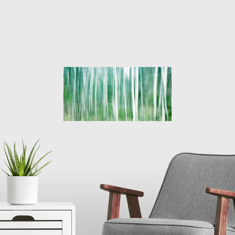 A modern room featuring Birch grove is represented in an impressionistic way in this painting.