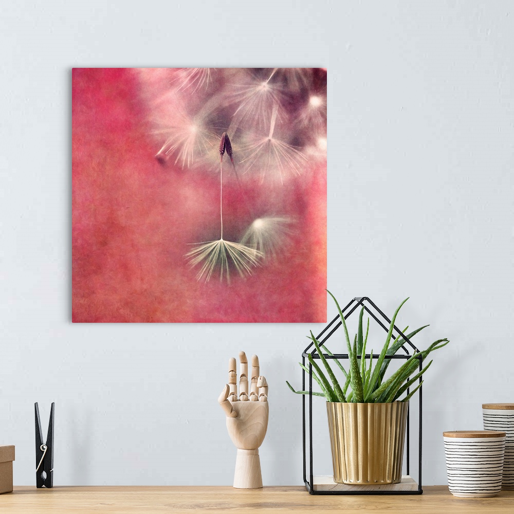 A bohemian room featuring An artistic macro photograph of a seed head against a reddish pink background.